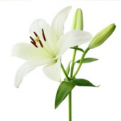 Viola Gertrude Allen Flowers 25268909