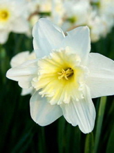 Barbara A. St. John 25330851