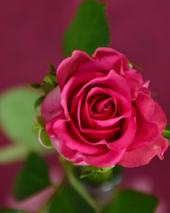 Deborah Ann Fisher 25625646