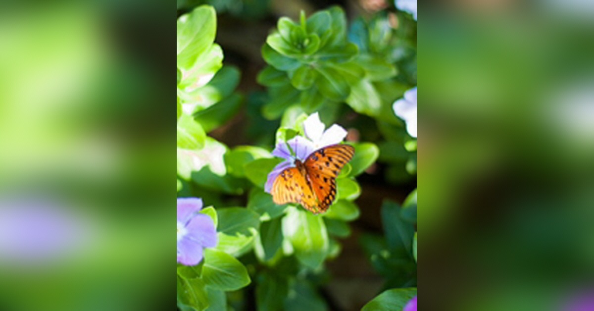boylan's funeral home zelienople pa obits