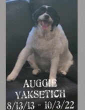 Auggie Yaksetich