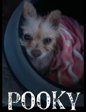 Photo of Pooky Harrover