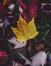 Photo of Dorothy Lochiano