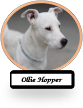 Ollie Hopper 26367231