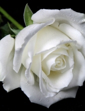 Johnetta  M.  Washington 27061985