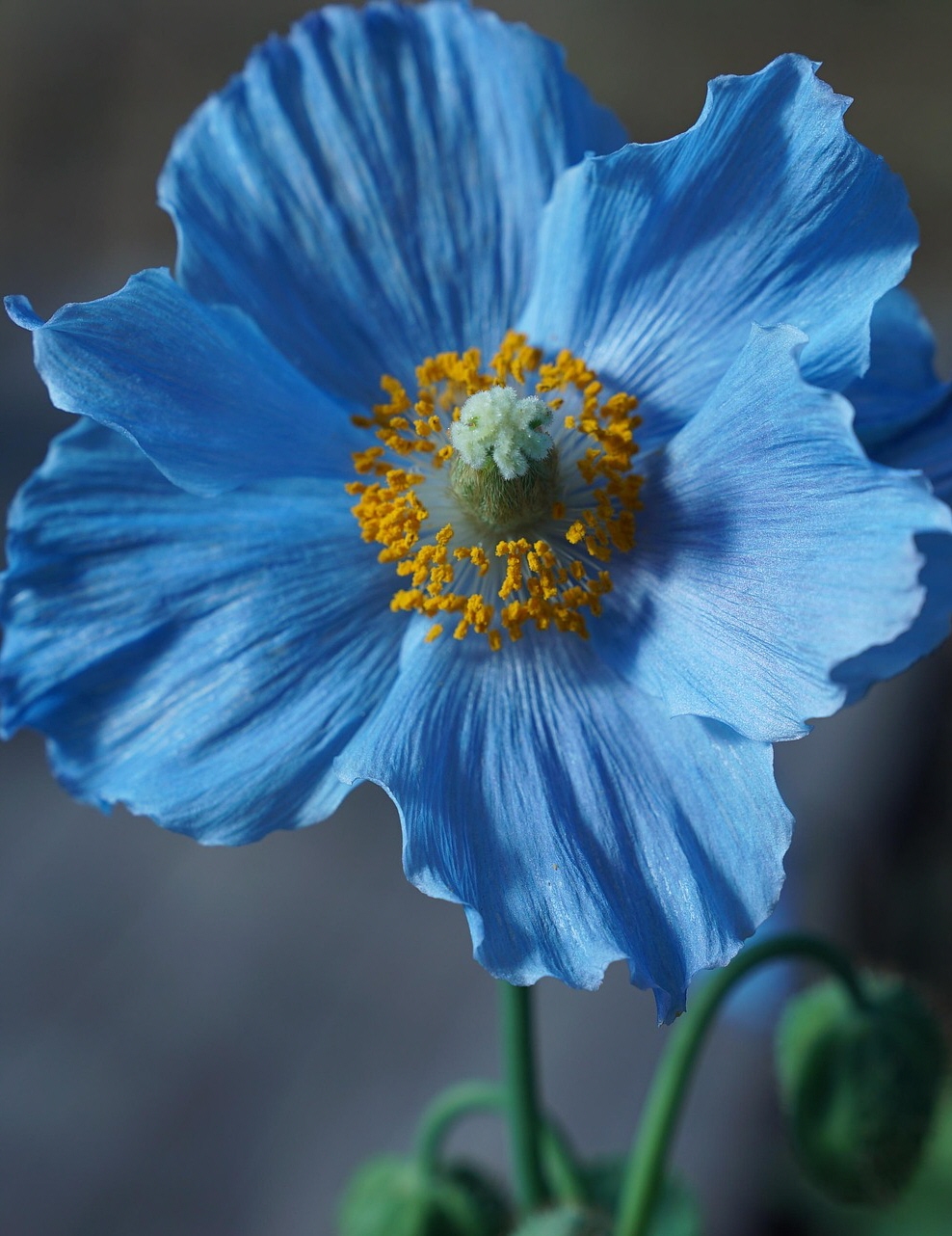 Ella Martin 2023 Dreisinger Funeral Home Ltd