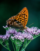 Photo of Glenda Maha