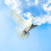 Lila Bird 27649082