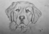 Bailey Mascorrow 27729747