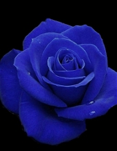 Marlon V.  Fladger 27900512