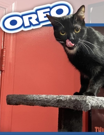 Oreo Franklin 27970498