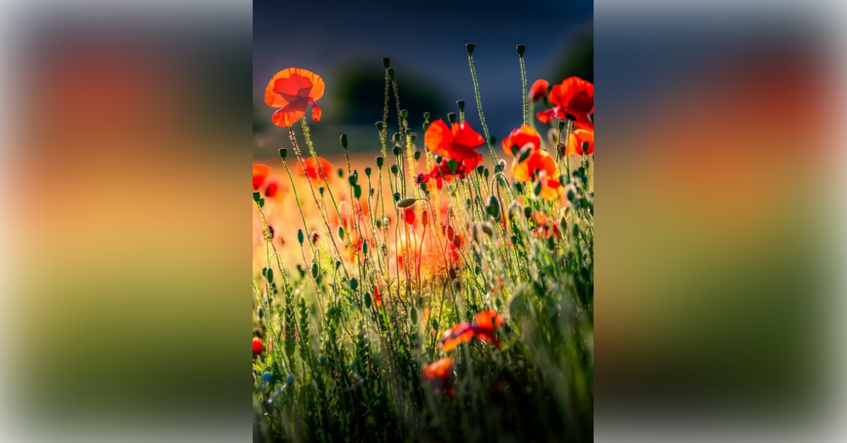 Obituary information for Tracy Morris