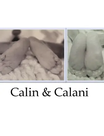 Baby Boys Calin & Calani Houston (Lansing) 28301809