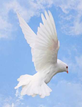 obituary image