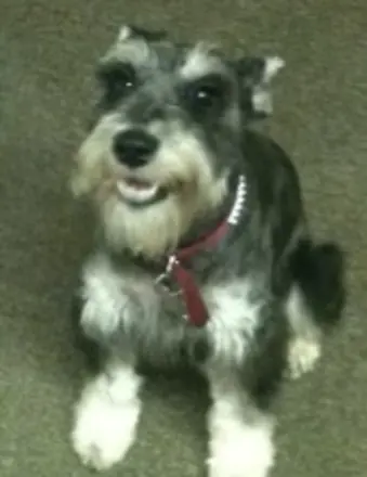 Pepper "Peppy" Delmege 28838010