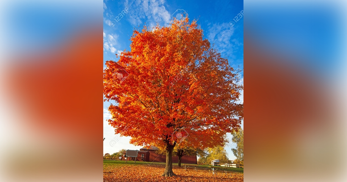 Obituary information for Joan Chandler