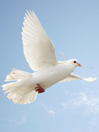 Photo of Robin Glady
