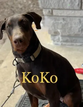 We love you KoKo. You will FOREVER be in our hearts. 30443489