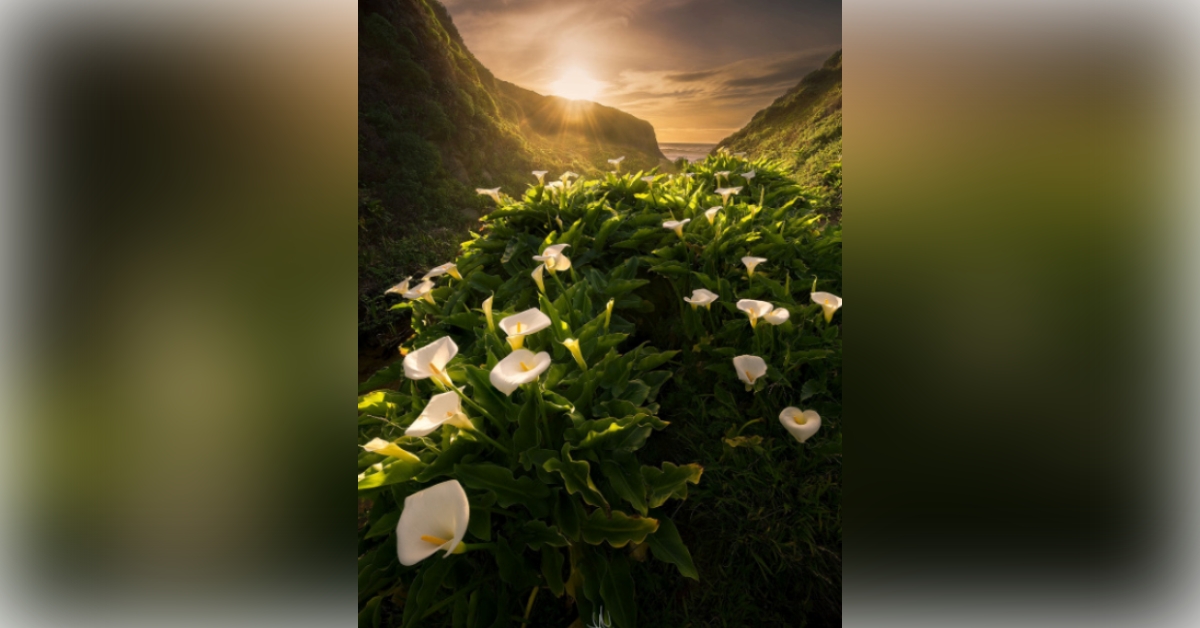 Obituary information for Trudy Wallis