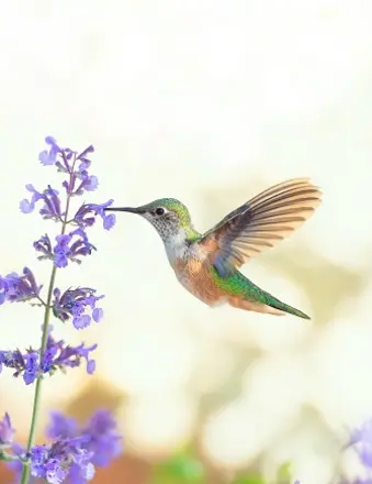 Miller Funeral Care, LLC. | Millersburg, OH Funeral Home