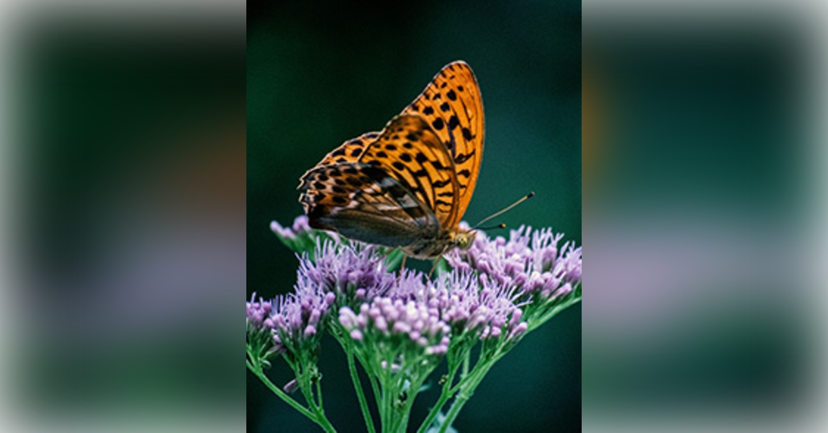 Obituary information for Betty Gwaltney Parent