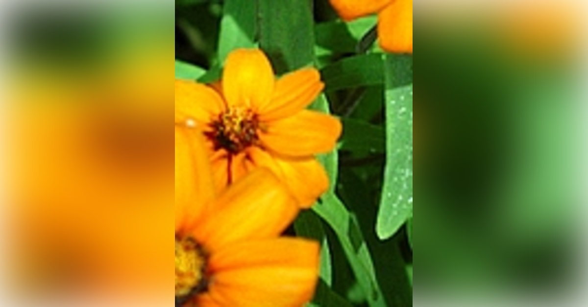 Obituary information for Mrs. Robin Ruff Griffin