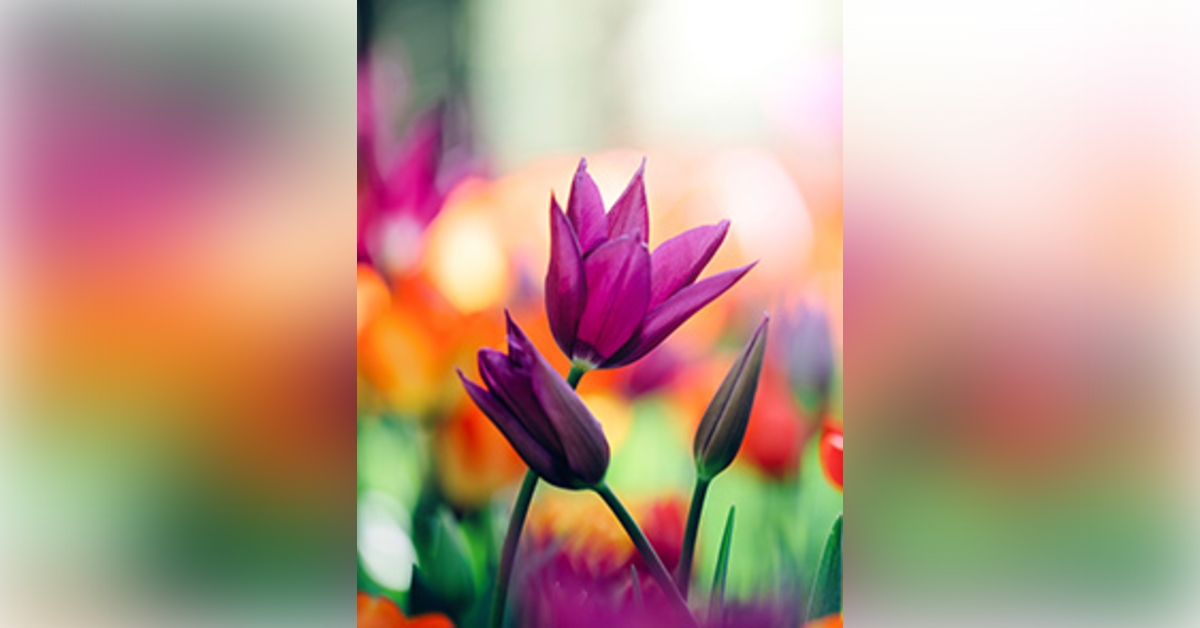 Obituary information for Carol Pavoni