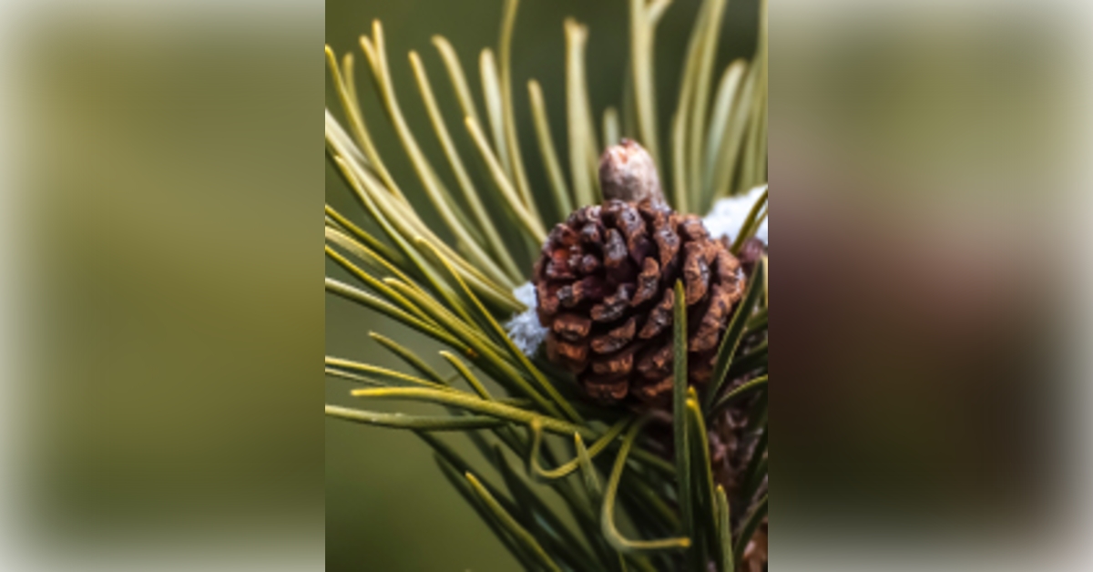 Obituary information for Matthew T Burton, Sr.