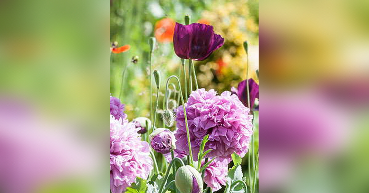 Obituary Information For Bobbye J Spears