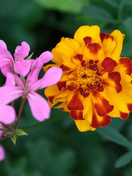 Theodore Ted Ball Obituary Franklin Illinois Airsman Hires Funeral Home Tribute Archive