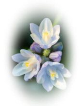 Betty Jane Fishel Flowers