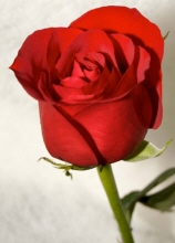 Rose Root 4156182