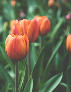 Elaine Allen Baxley Obituary Visitation Funeral Information