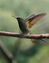 Photo of Anselmo Esteban Bautista