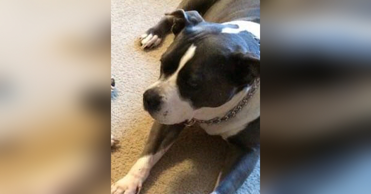 holloway pet cremation