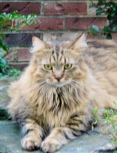 Photo of Lynx Rodgers