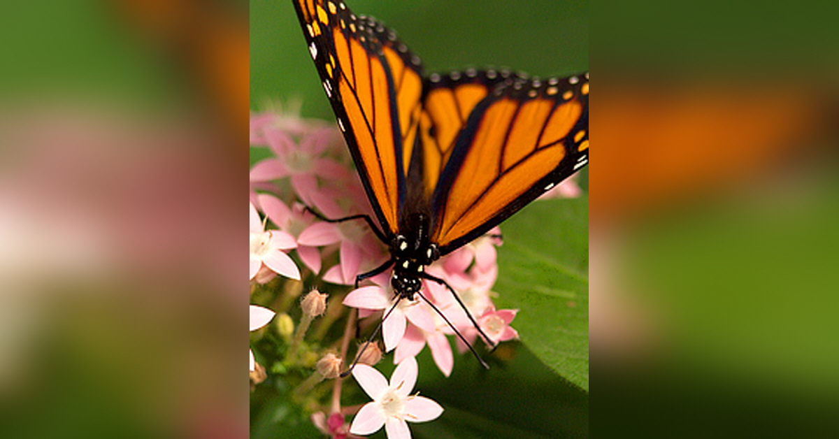 Jessie Bullock Obituary Visitation Funeral Information