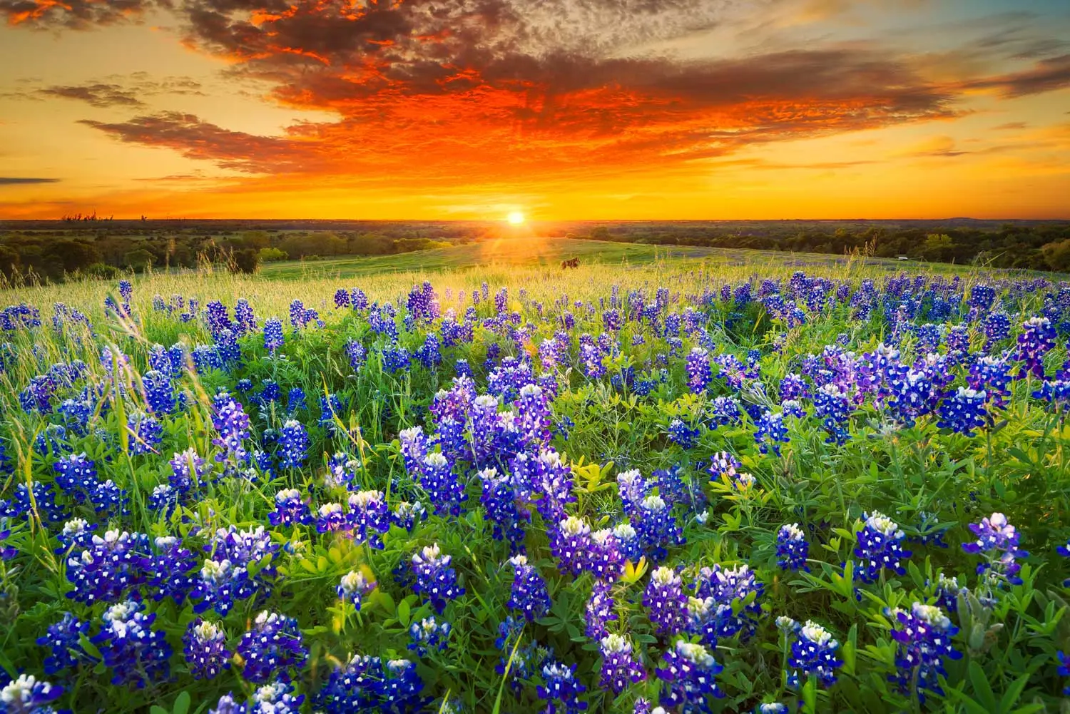 Koenig-Belvill Funeral Home & Cremations | LaGrange, TX