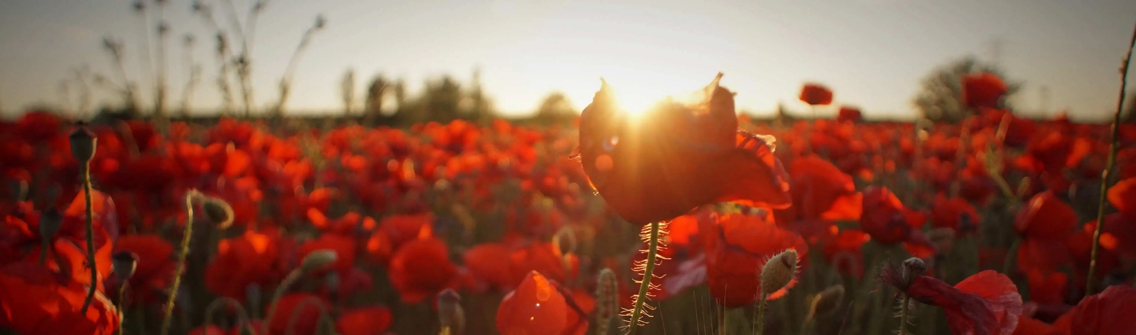 Brown Funeral Homes Mayfield, Clinton And Wingo, KY