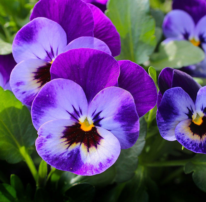 Preston Funeral Home