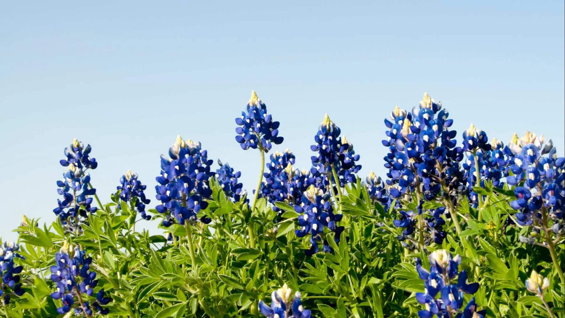 Sterling Funeral Homes Dayton & Anahuac, TX