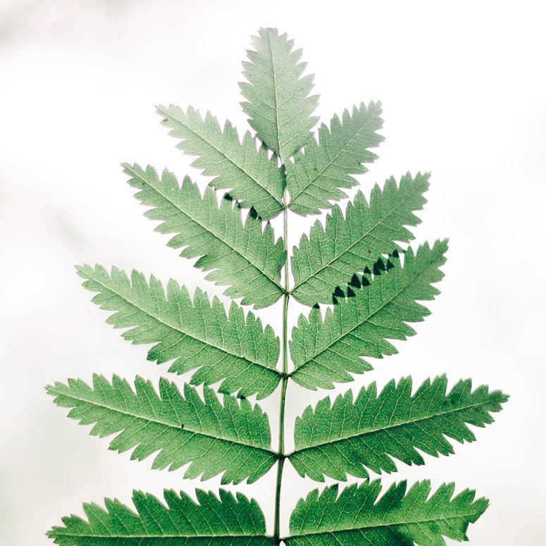 BeasleyWood Funeral Home Mena, AR