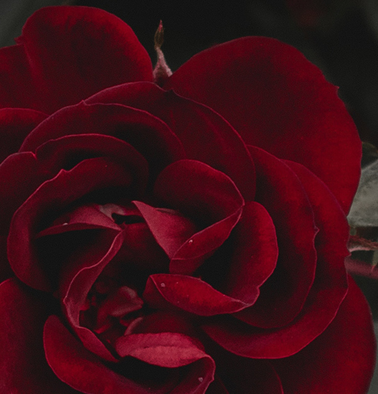 Hann Funeral Home Bridgeview, IL Funeral Home & Cremation