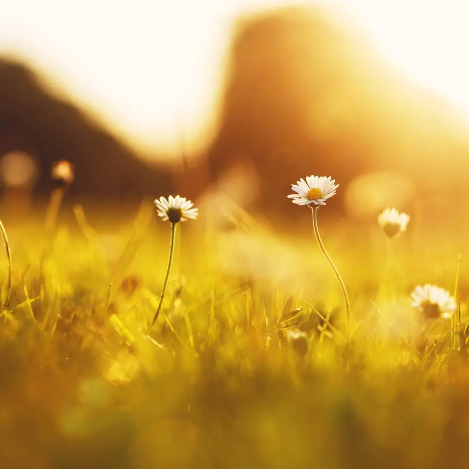 ConnerWestbury Funeral Home Griffin, GA