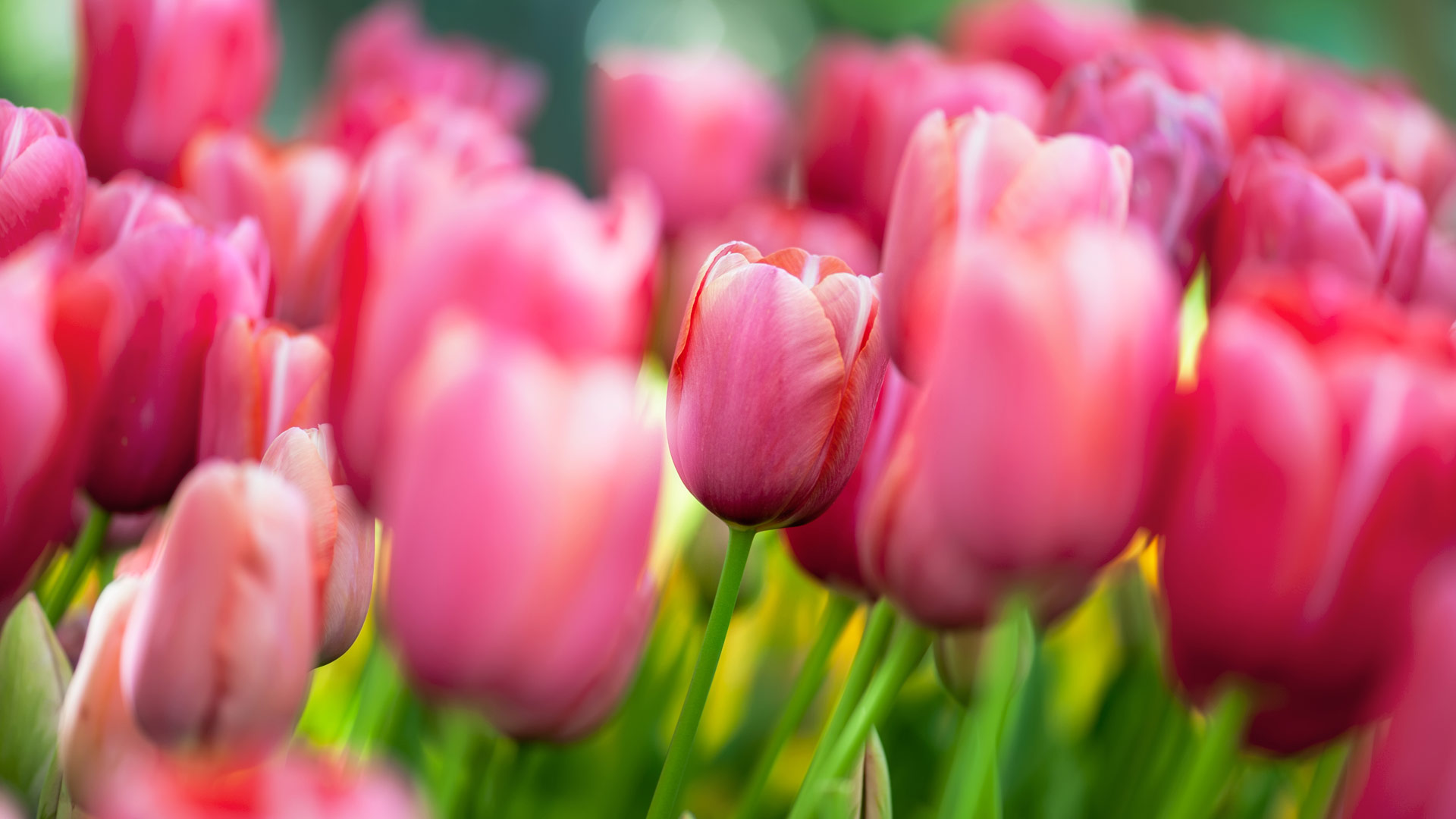 Ibert's Mortuary, Inc. | Franklin & Patterson, LA