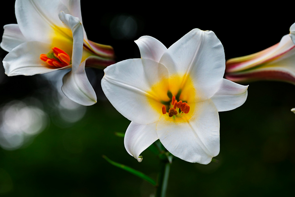 JC White Funeral & Cremation Services | Mt. Pleasant, TX