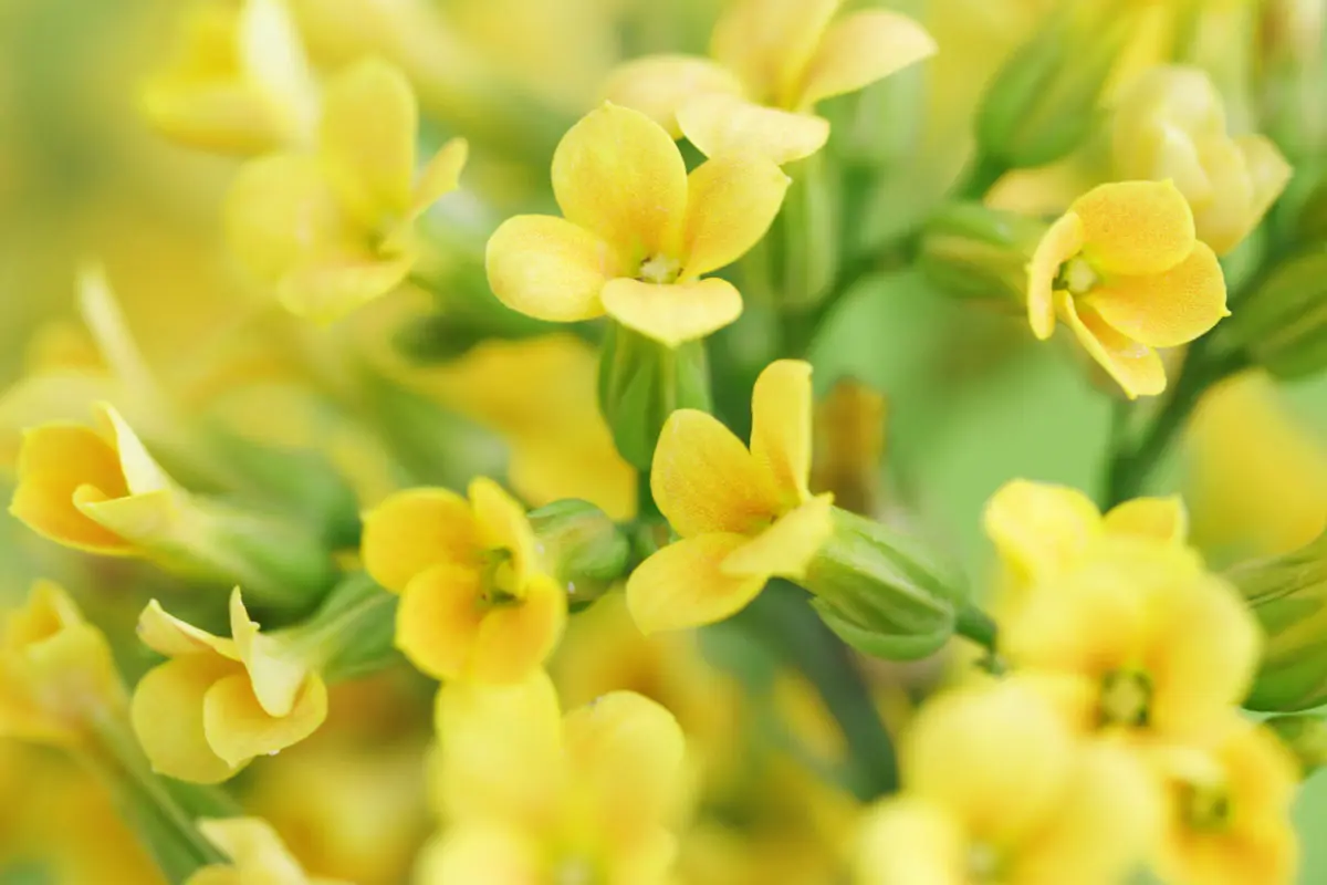 William Toney's Funeral Home Inc| Spring Hope, NC