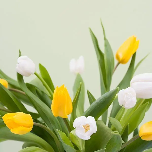 Cremation Planning Cypress Pointe Cremation