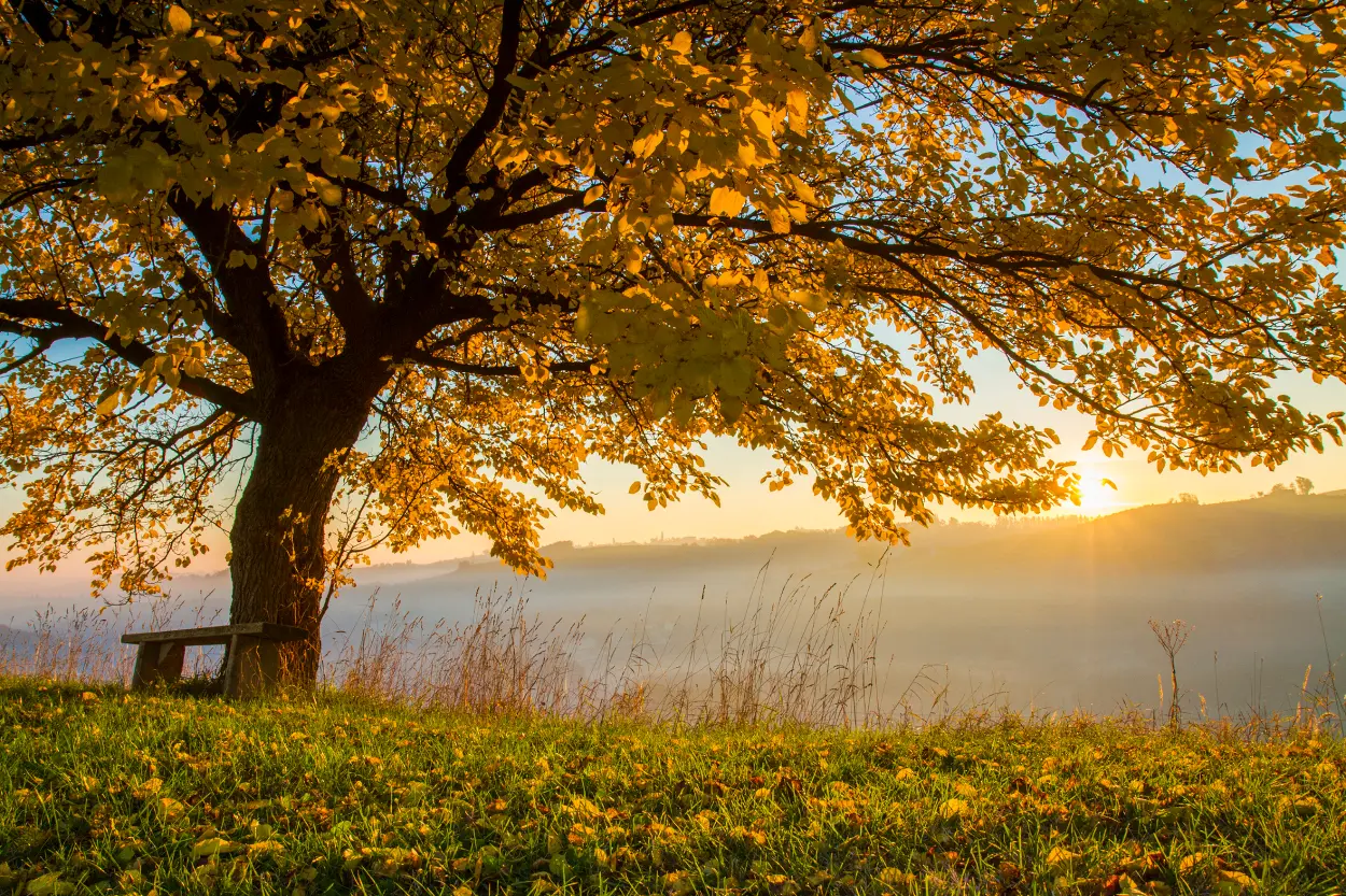 Fuller Metz Cremation & Funeral Services | Cape Coral, FL
