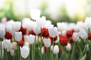 Alma Funeral Home & Crematory Bakersfield, CA Funeral Home & Cremation